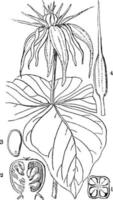 anthère, botanique, herbe, paris, ovaire, quadrifolia, plante, plantes, mûre, fruit, graine illustration vintage. vecteur