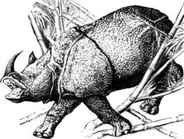 rhinocéros, illustration vintage. vecteur