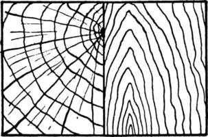 fissures dans le bois, illustration vintage. vecteur