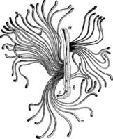 dendroctone de l'épinette, illustration vintage. vecteur