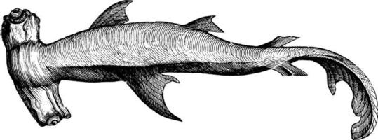 requin marteau, illustration vintage. vecteur