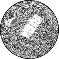 trachyte-phonolite, illustration vintage. vecteur