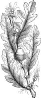 chêne de dinde avec une illustration vintage de gland. vecteur
