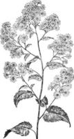 illustration vintage d'aster à feuilles de coeur. vecteur