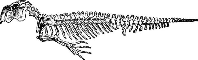 squelette de dugong, illustration vintage. vecteur