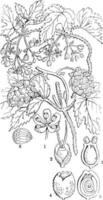 illustration vintage de houblon commun. vecteur