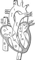 coeur, illustration vintage vecteur