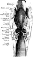 section coronale à travers le larynx et les trois compartiments, illustration vintage. vecteur