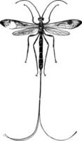 ichneumon ou thalessa lunator, illustration vintage. vecteur