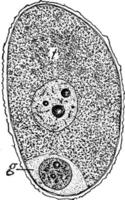 illustration vintage de lilium philadelphicum. vecteur