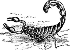scorpion ou buthus occitanus, illustration vintage. vecteur