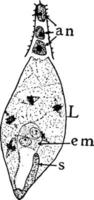 étape de formation de mégaspores 12 illustration vintage. vecteur