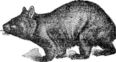 wombat à nez poilu, illustration vintage. vecteur