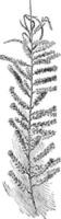 dilleniid, dicot, genre, tamarix, parviflora, tamarix illustration vintage. vecteur