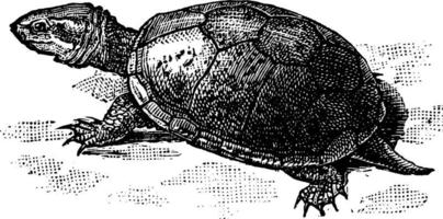 tortue, illustration vintage vecteur