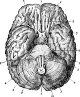 cerveau, illustration vintage. vecteur