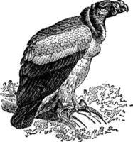 vautour royal ou vulturidae, illustration vintage. vecteur