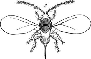 échelle de coquille d'huître, illustration vintage. vecteur