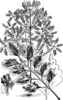 illustration vintage de phyllocladus glauca. vecteur