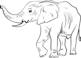 croquis d'un éléphant, d'un vecteur ou d'une illustration couleur.