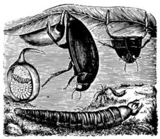 hydrophilus piceus, illustration vintage. vecteur