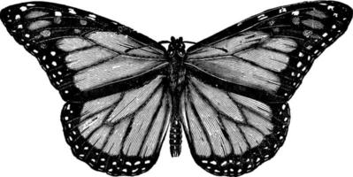papillon ou papillon d'herbe à lait ou archippe danais, illustration vintage. vecteur