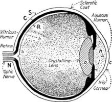 oeil, illustration vintage. vecteur