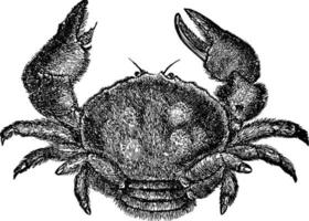 crabe éponge, illustration vintage. vecteur