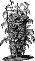 cerceau formé illustration vintage de tomate. vecteur