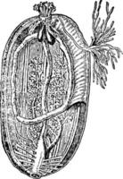vue intérieure du concombre de mer, illustration vintage vecteur
