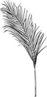 la fronde de palmier d'arec provient d'un arbre asiatique, gravure vintage. vecteur