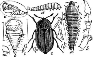 coléoptère charognard, illustration vintage. vecteur