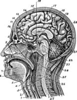 structure interne de la tête humaine, illustration vintage. vecteur