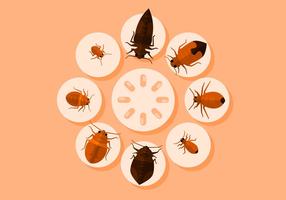 Illustration Vecteur de Bed Bugs