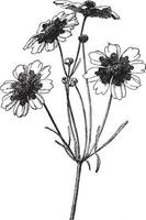 branche, fleur, coreopsis, tinctoria, graine de tique, pousse, un, trois, pieds, illustration vintage de hauteur. vecteur