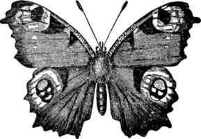 papillon paon, illustration vintage. vecteur