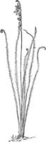 illustration vintage de drosera à feuilles filées. vecteur