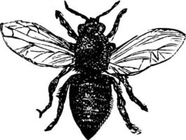 abeille ouvrière, illustration vintage. vecteur