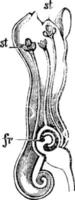 illustration vintage de coupe longitudinale de fleur de fumeterre. vecteur