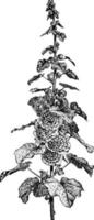 tige fleurie d'illustration vintage de rose trémière. vecteur