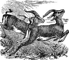 gazelle, illustration vintage. vecteur