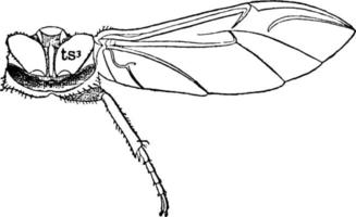 peut coléoptère métathorax, illustration vintage. vecteur