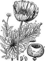 illustration vintage de pavot à opium. vecteur