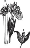 illustration vintage d'iris jaune. vecteur