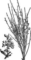 botanique, balai, commun, plante, cytisus, scoparius, illustration vintage de fleur. vecteur