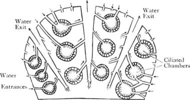 gastrula commerciale, illustration vintage. vecteur