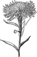 illustration vintage centaurea americana. vecteur