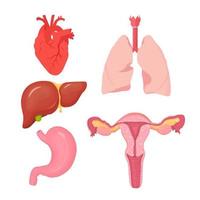 ensemble d'organes internes humains. cœur, foie, estomac, poumons, système reproducteur féminin vecteur
