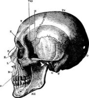 le crâne, illustration vintage. vecteur