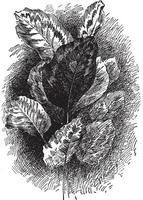 calathea veitchiana illustration vintage. vecteur